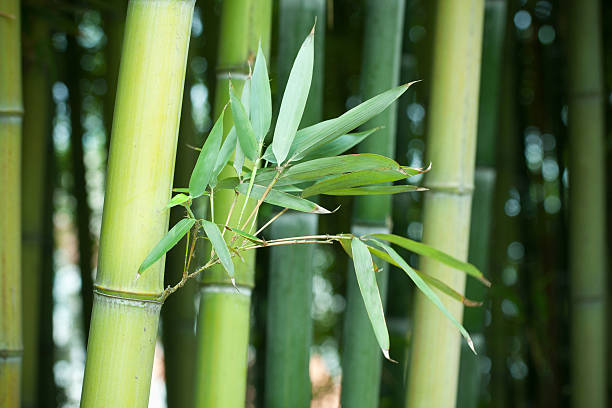 The Benefits of Bamboo: Sustainable Uses and Products