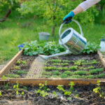 Sustainable Garden Design and MaintenanceIUI