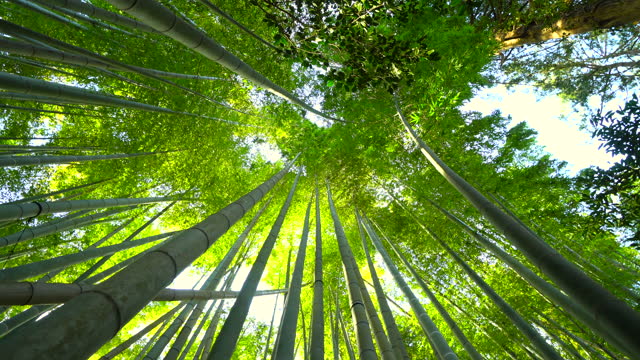 The Benefits of Bamboo: Sustainable Uses and Products