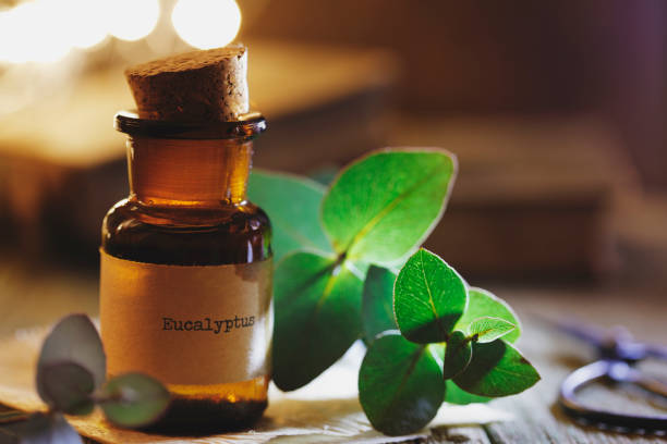 The Magic of Aromatherapy: Creating a Soothing Home Environment