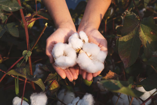 The Beauty of Natural Fibers: Sustainable Textiles and Fabrics