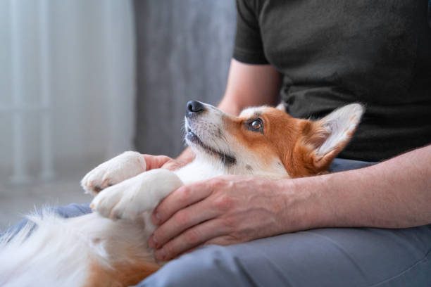 The Therapeutic Benefits of Spending Time with Your Pet