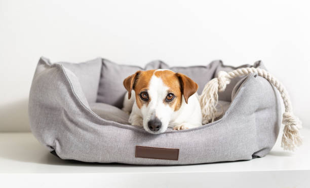 Green Pet Care: Eco-Friendly Products for Your Furry Friends