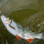 Chub fish on hook in water. Chub fishing on crankbait